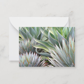 Pequeña Suculenta tarjeta Agave 'Blue Glow', 'Blue Flame'