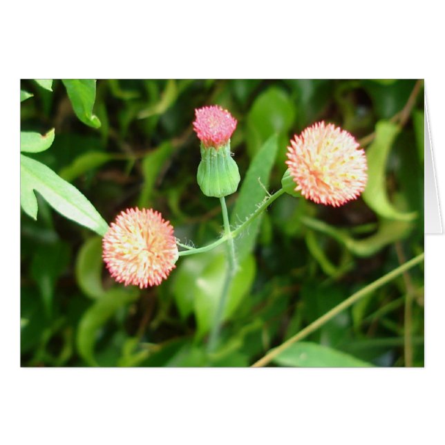 Pequeña tarjeta animadora (Anverso (Horizontal))