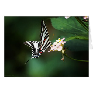 Pequeña tarjeta cebra