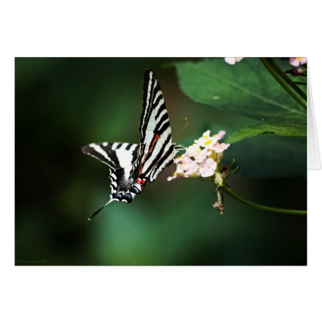 Pequeña tarjeta cebra (Anverso (Horizontal))