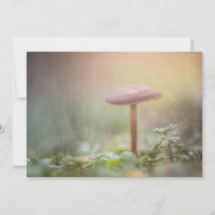 Pequeña tarjeta de foto para hongos