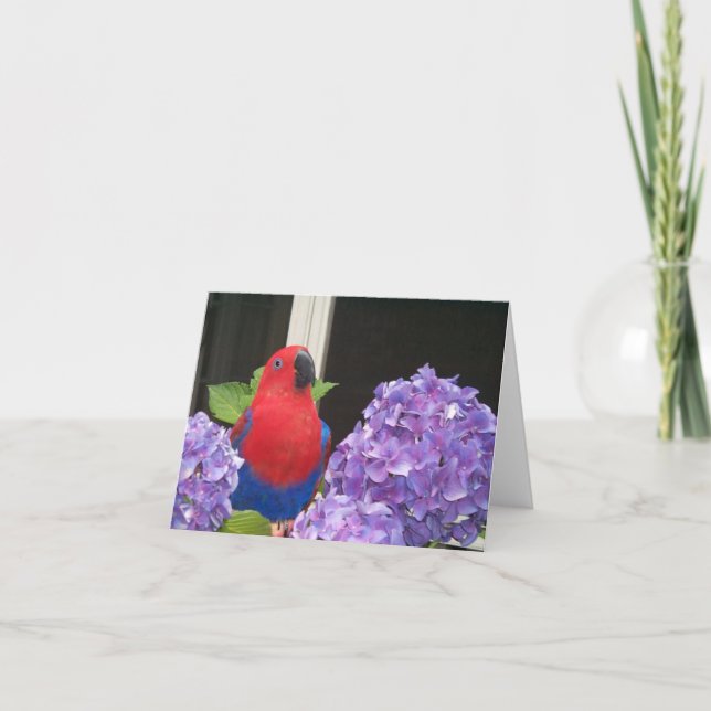 Pequeña tarjeta de nota de Eclectus (Anverso)
