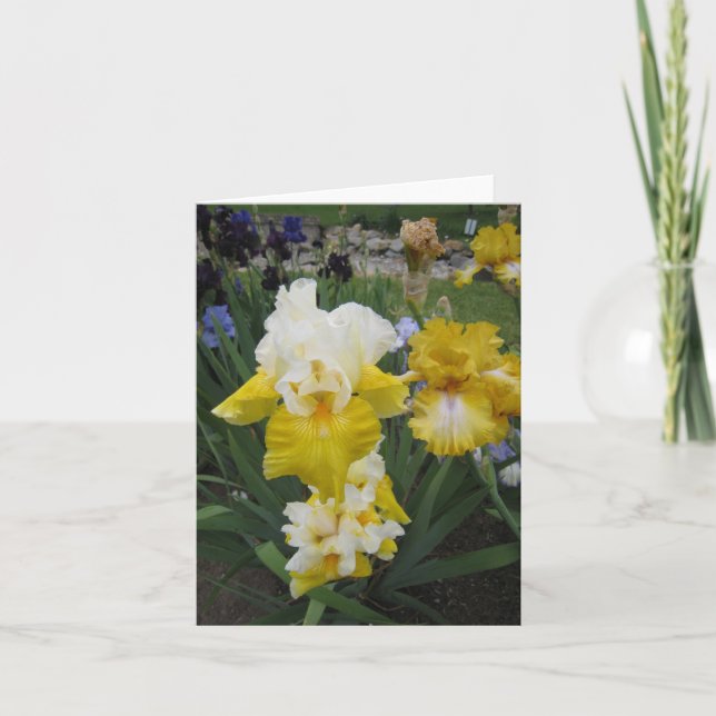 Pequeña tarjeta de nota del iris blanco amarillo (Anverso)