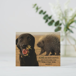 Pequeña Tarjeta de Perro vs. Puercoespín