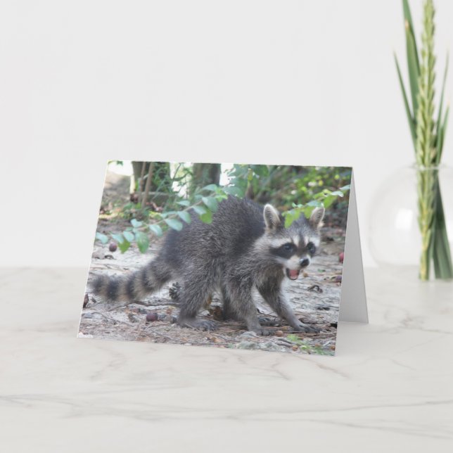 Pequeña tarjeta del mapache (Anverso)