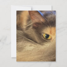 Tarjeta desde el punto de vista de un gato