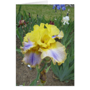 Pequeña tarjeta en blanco del iris azul amarillo