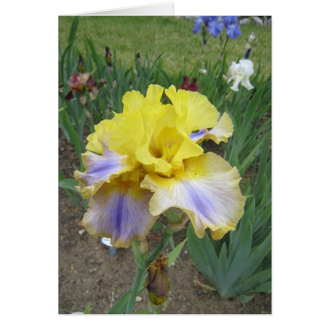 Pequeña tarjeta en blanco del iris azul amarillo (Frente)