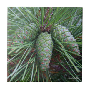 Pequeña teja cuadrada de Pinecone