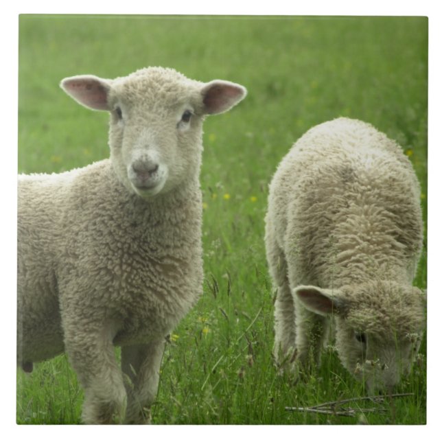 Pequeña teja de los corderos (Frente)