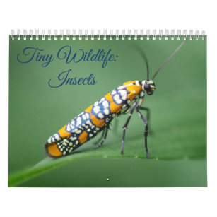 Pequeña vida silvestre: Calendario de insectos