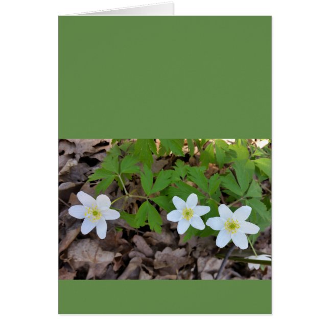 pequeñas flores blancas (Frente)