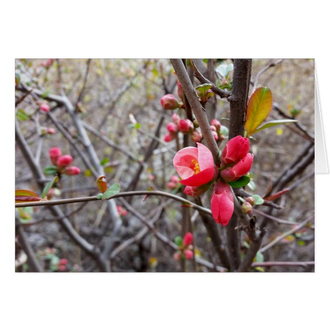 pequeñas flores rojas (Anverso (Horizontal))