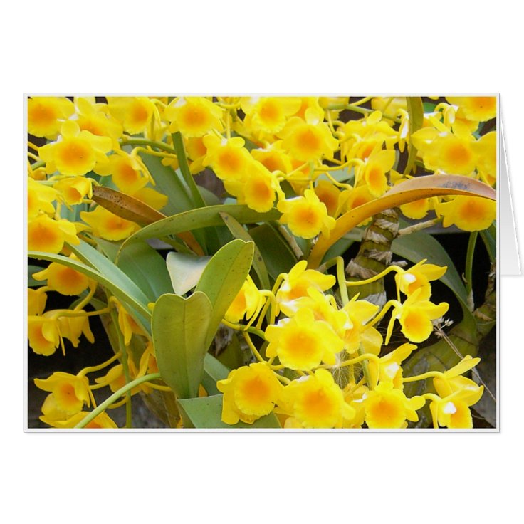 Pequeñas orquídeas amarillas | Zazzle.es