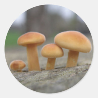 Pequeñas toadstools macro Pegatinas