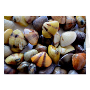 Pequeñas y coloridas conchas de almejas