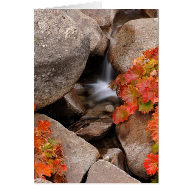 Pequeño arroyo en otoño, California (Frente)