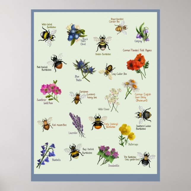 Pequeño arte | Flor de abeja y silvestre británica (Frente)