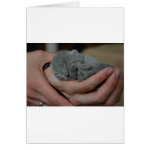 Pequeño bebé azul gatito