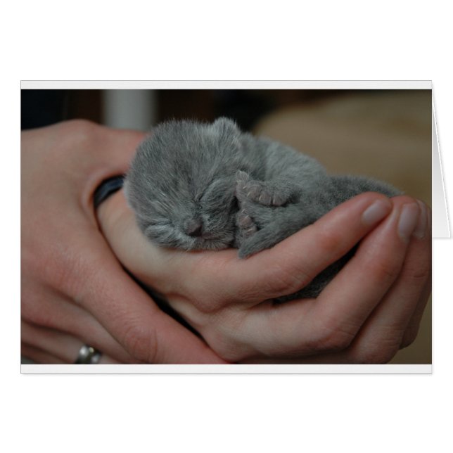 Pequeño bebé azul gatito (Anverso (Horizontal))