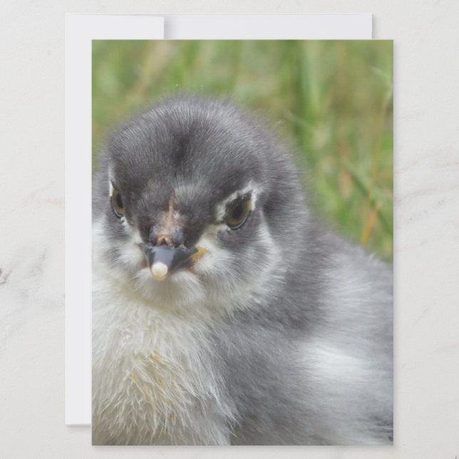 pequeño bebé lindo (Anverso)