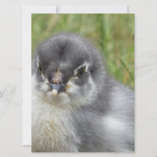 pequeño bebé lindo