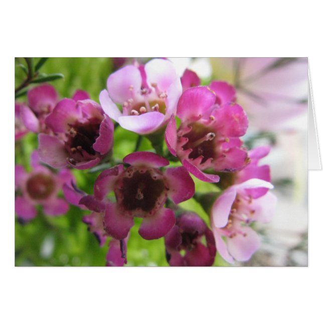 Pequeño Bouquet (Anverso (Horizontal))