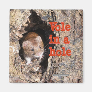 Pequeño campañol en un imán del refrigerador del