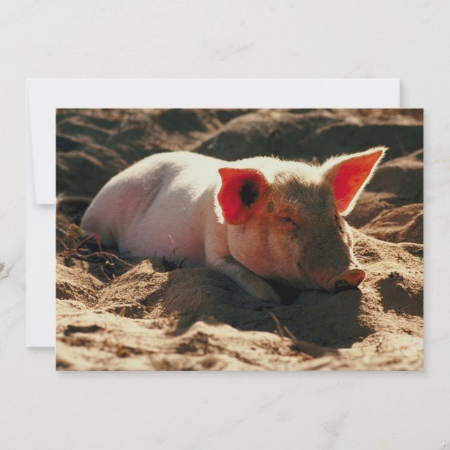 Pequeño cerdito (Anverso)