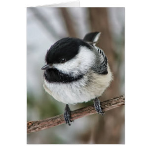 Pequeño Chickadee lindo