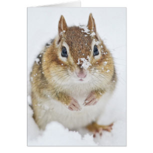 Pequeño Chipmunk lindo en la nieve