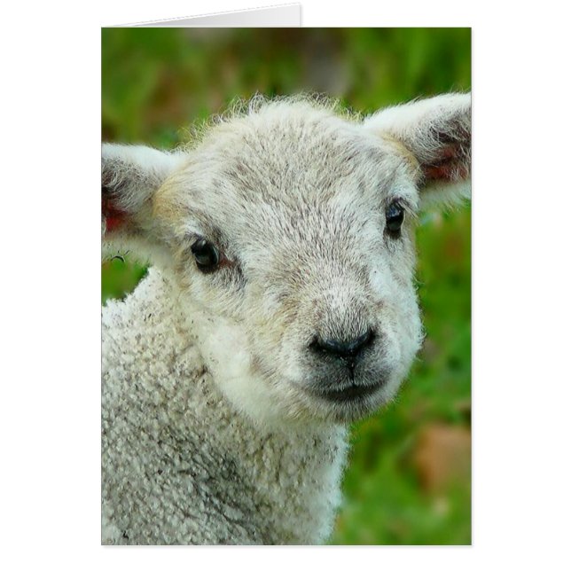 Pequeño cordero blanco (Frente)