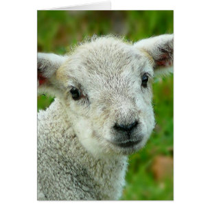 Pequeño cordero blanco lindo