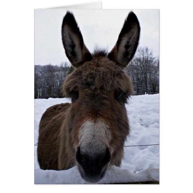 Pequeño Donkey (Frente)
