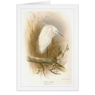 Pequeño Egret