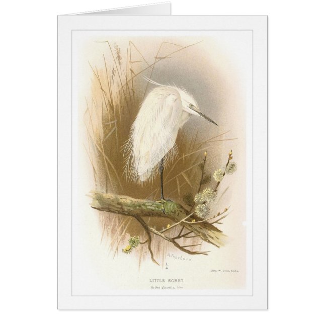 Pequeño Egret (Frente)