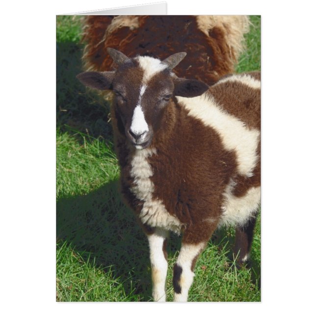 Pequeño En Verano (Frente)