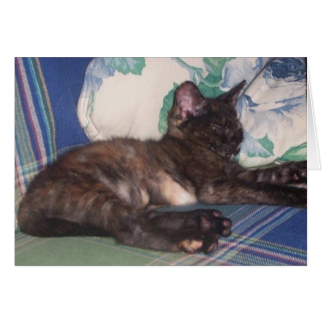 Pequeño gatito (Anverso (Horizontal))