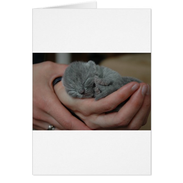Pequeño gatito azul bebé (Frente)