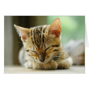 Pequeño gatito del bebé el dormir