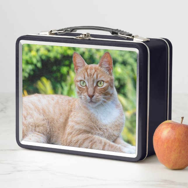 Pequeño gatito dulce (In situ)