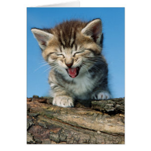 Pequeño gatito en un árbol