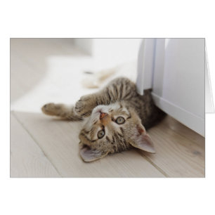 Pequeño gatito lindo