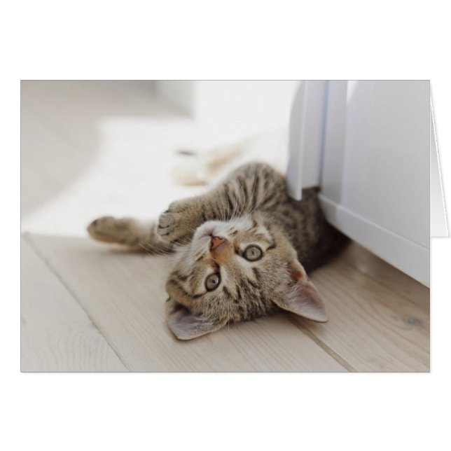 Pequeño gatito lindo (Anverso (Horizontal))