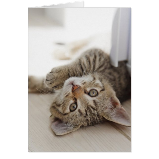 Pequeño gatito lindo (Frente)