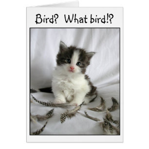 Pequeño gatito lindo con tarjeta de plumas de pája
