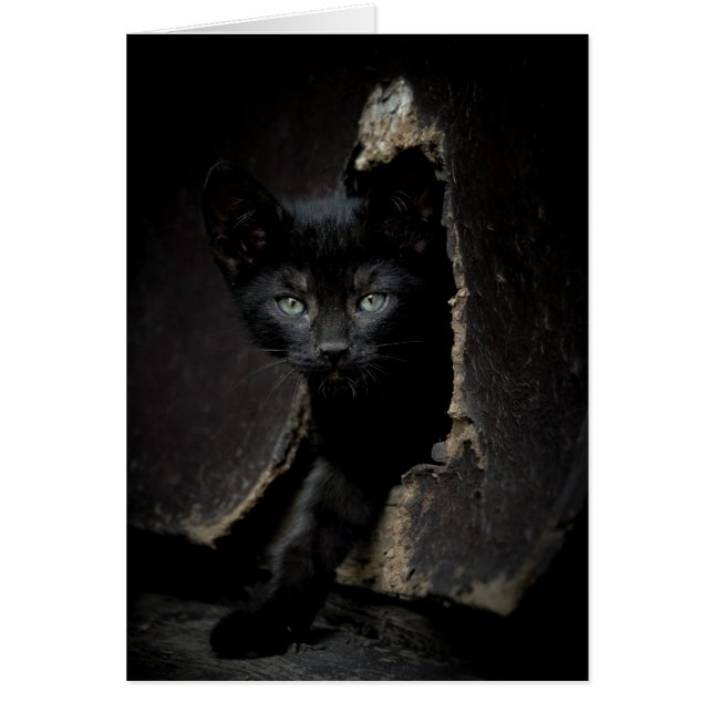 Pequeño gatito negro (Frente)