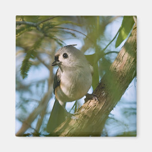 Pequeño Guardián: Imán de Titmouse desgarrado