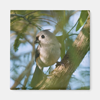 Pequeño Guardián: Imán de Titmouse desgarrado