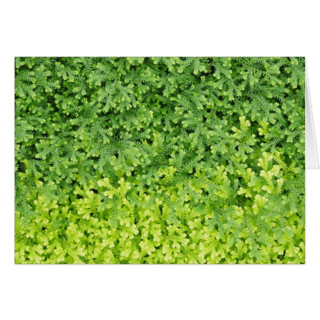 Pequeño helecho tropical (Anverso (Horizontal))